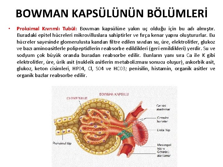 BOWMAN KAPSÜLÜNÜN BÖLÜMLERİ • Proksimal Kıvrımlı Tubül: Bowman kapsülüne yakın uç olduğu için bu