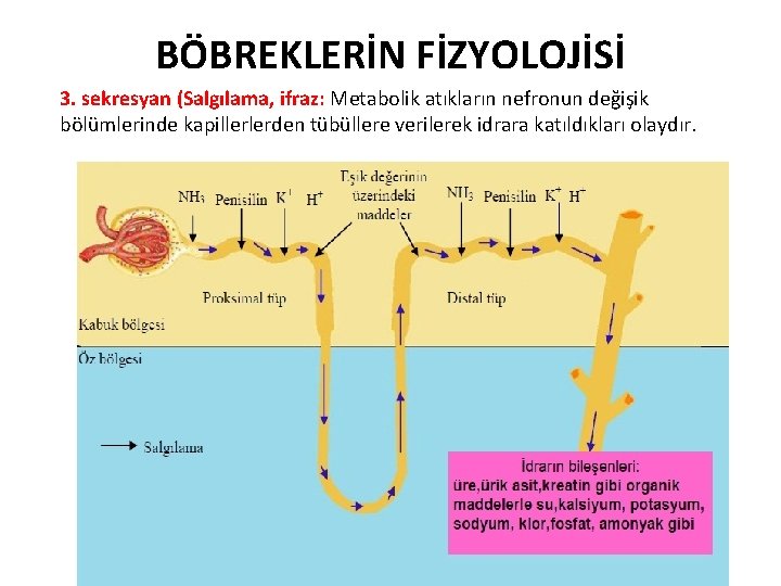 BÖBREKLERİN FİZYOLOJİSİ 3. sekresyan (Salgılama, ifraz: Metabolik atıkların nefronun değişik bölümlerinde kapillerlerden tübüllere verilerek