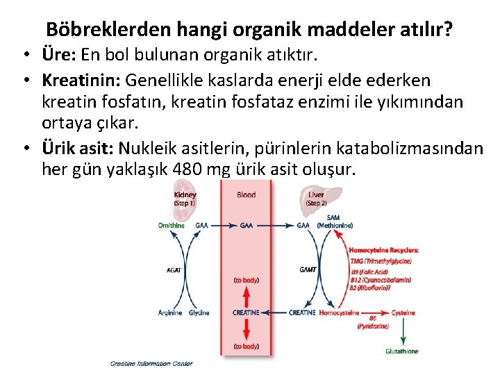 Böbreklerden hangi organik maddeler atılır? • Üre: En bol bulunan organik atıktır. • Kreatinin: