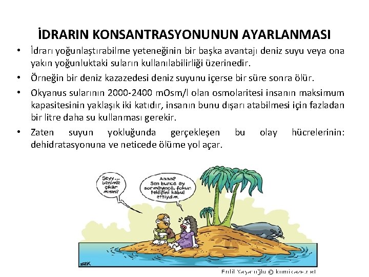 İDRARIN KONSANTRASYONUNUN AYARLANMASI • İdrarı yoğunlaştırabilme yeteneğinin bir başka avantajı deniz suyu veya ona