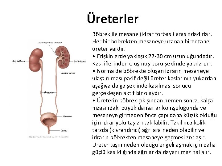 Üreterler Böbrek ile mesane (idrar torbası) arasındadırlar. Her bir böbrekten mesaneye uzanan birer tane