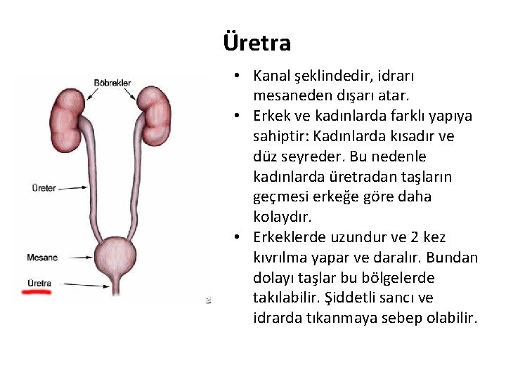 Üretra • Kanal şeklindedir, idrarı mesaneden dışarı atar. • Erkek ve kadınlarda farklı yapıya