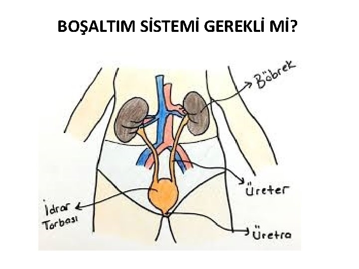 BOŞALTIM SİSTEMİ GEREKLİ Mİ? 