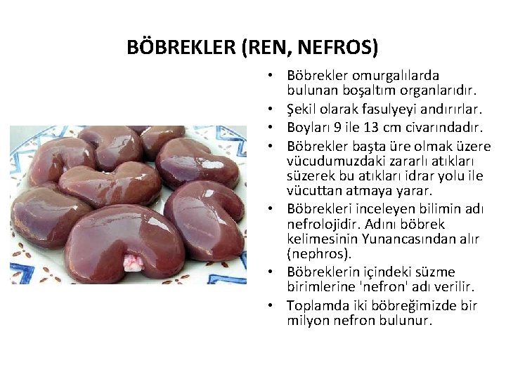 BÖBREKLER (REN, NEFROS) • Böbrekler omurgalılarda bulunan boşaltım organlarıdır. • Şekil olarak fasulyeyi andırırlar.