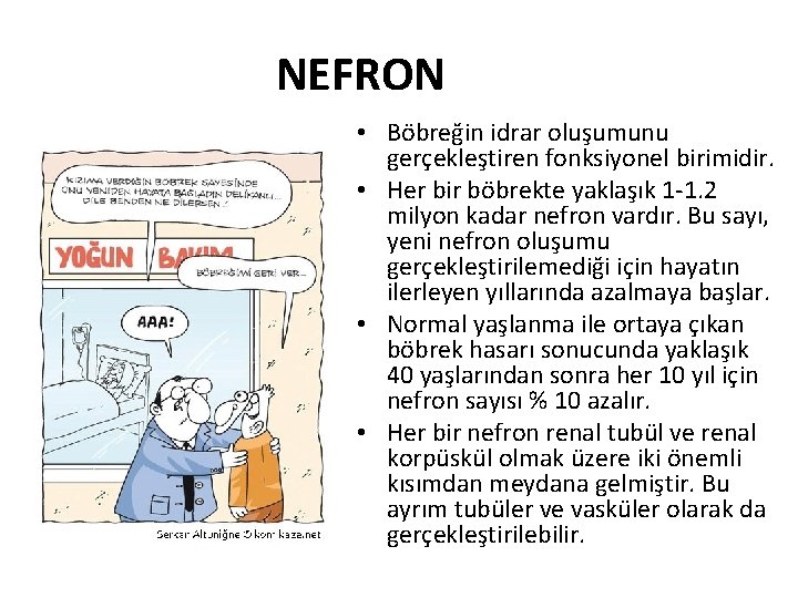 NEFRON • Böbreğin idrar oluşumunu gerçekleştiren fonksiyonel birimidir. • Her bir böbrekte yaklaşık 1
