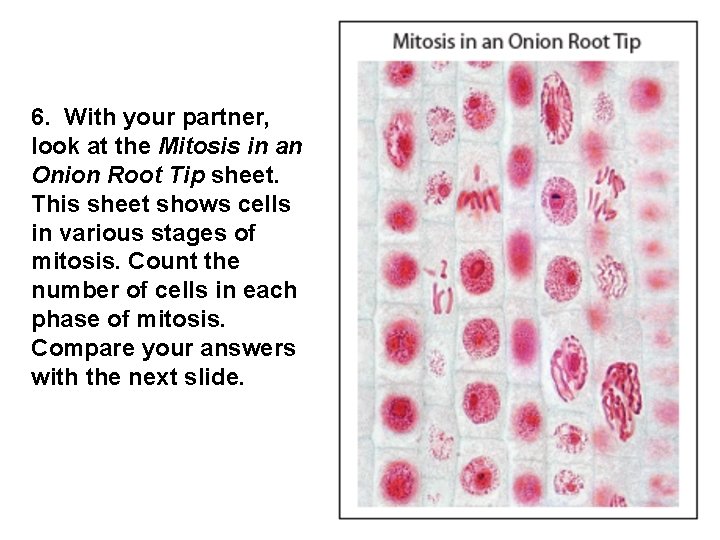 6. With your partner, look at the Mitosis in an Onion Root Tip sheet.