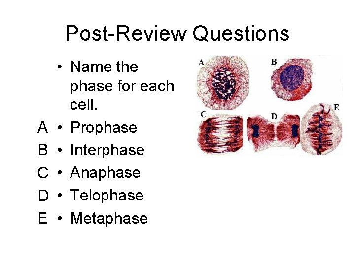 Post-Review Questions A B C D E • Name the phase for each cell.