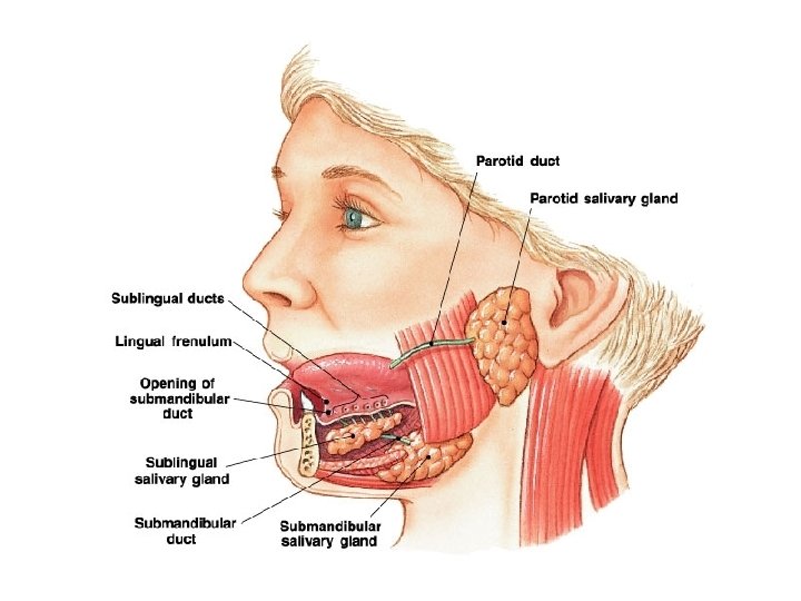 glandele salivare rol