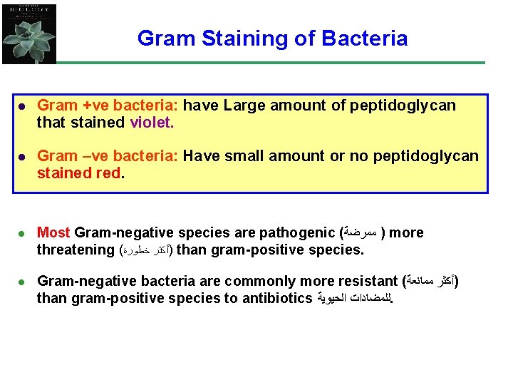 Gram Staining of Bacteria l Gram +ve bacteria: have Large amount of peptidoglycan that