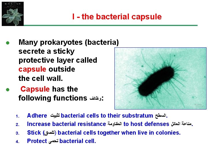 I - the bacterial capsule l l Many prokaryotes (bacteria) secrete a sticky protective