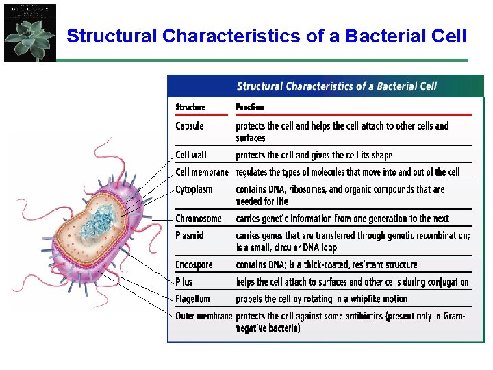 Structural Characteristics of a Bacterial Cell 