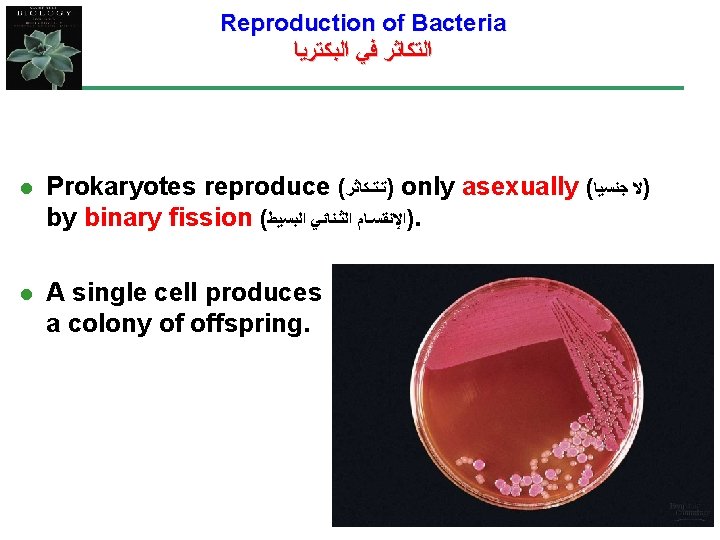 Reproduction of Bacteria ﺍﻟﺘﻜﺎﺛﺮ ﻓﻲ ﺍﻟﺒﻜﺘﺮﻳﺎ l Prokaryotes reproduce ( )ﺗـﺘـﻜﺎﺛﺮ only asexually (