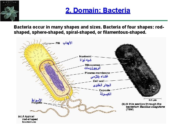 2. Domain: Bacteria occur in many shapes and sizes. Bacteria of four shapes: rodshaped,