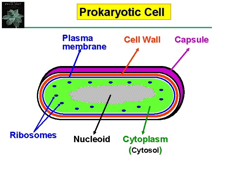 Prokaryotic Cell Plasma membrane Ribosomes Nucleoid Cell Wall Cytoplasm (Cytosol) Capsule 
