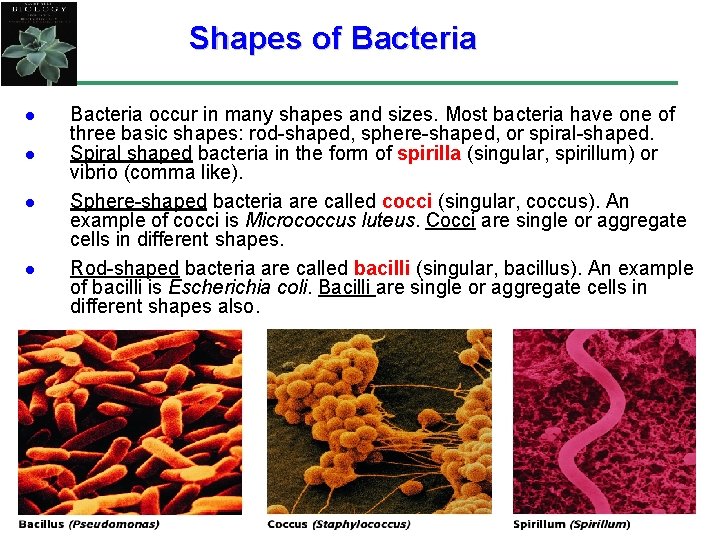 Shapes of Bacteria l l Bacteria occur in many shapes and sizes. Most bacteria