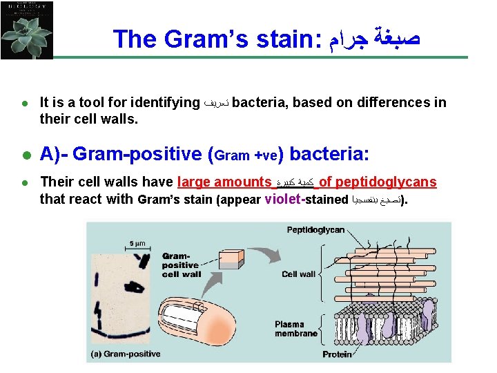 The Gram’s stain: ﺻﺒﻐﺔ ﺟﺮﺍﻡ l l l It is a tool for identifying