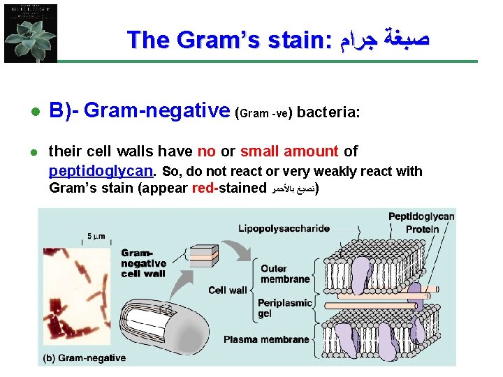 The Gram’s stain: ﺻﺒﻐﺔ ﺟﺮﺍﻡ l B)- Gram-negative (Gram -ve) bacteria: l their cell