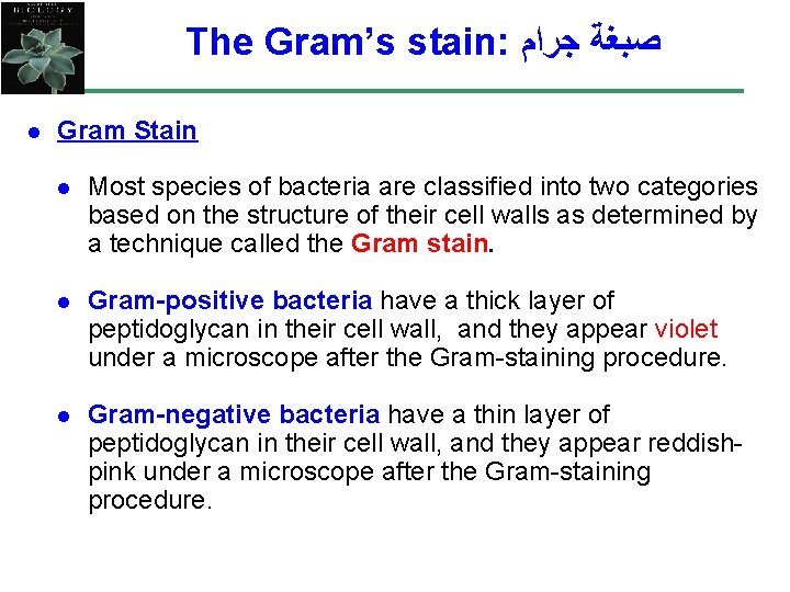 The Gram’s stain: ﺻﺒﻐﺔ ﺟﺮﺍﻡ l Gram Stain l Most species of bacteria are