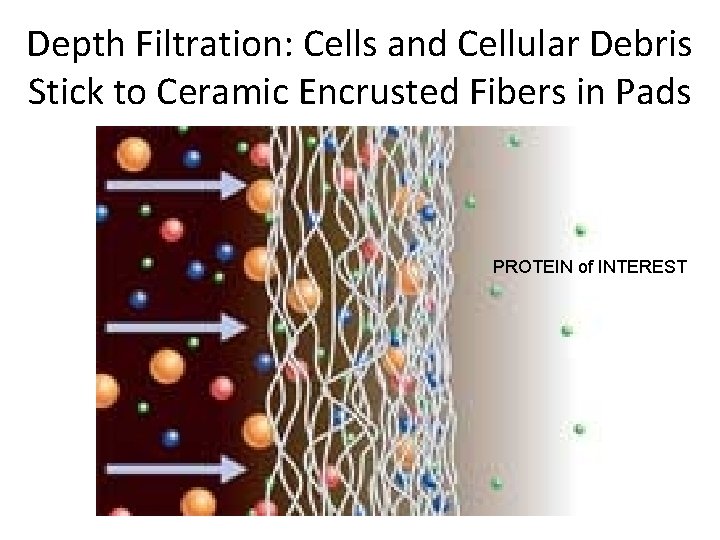 Depth Filtration: Cells and Cellular Debris Stick to Ceramic Encrusted Fibers in Pads PROTEIN