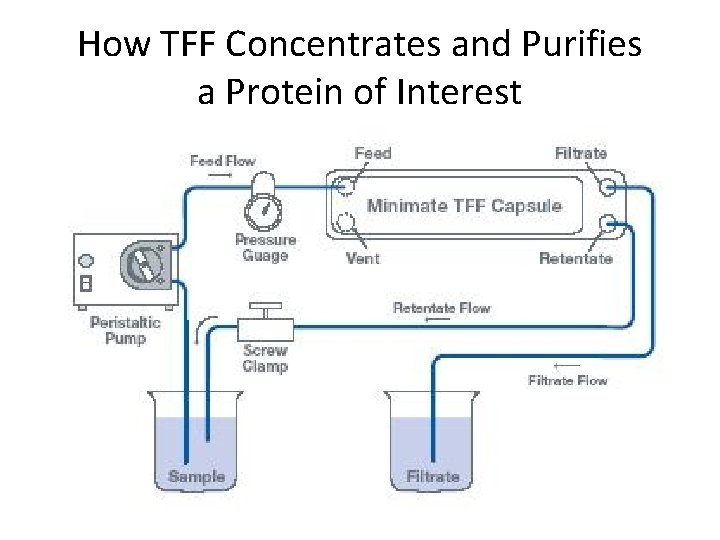 How TFF Concentrates and Purifies a Protein of Interest 