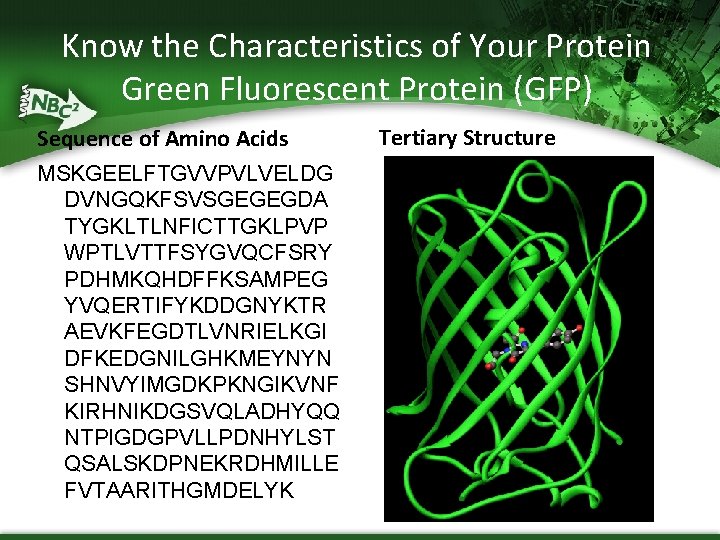 Know the Characteristics of Your Protein Green Fluorescent Protein (GFP) Sequence of Amino Acids