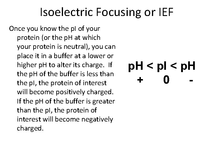 Isoelectric Focusing or IEF Once you know the p. I of your protein (or