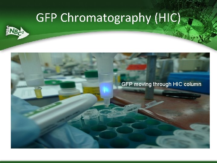 GFP Chromatography (HIC) GFP moving through HIC column 