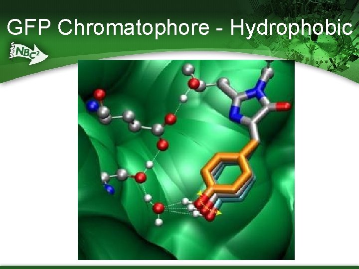 GFP Chromatophore - Hydrophobic 