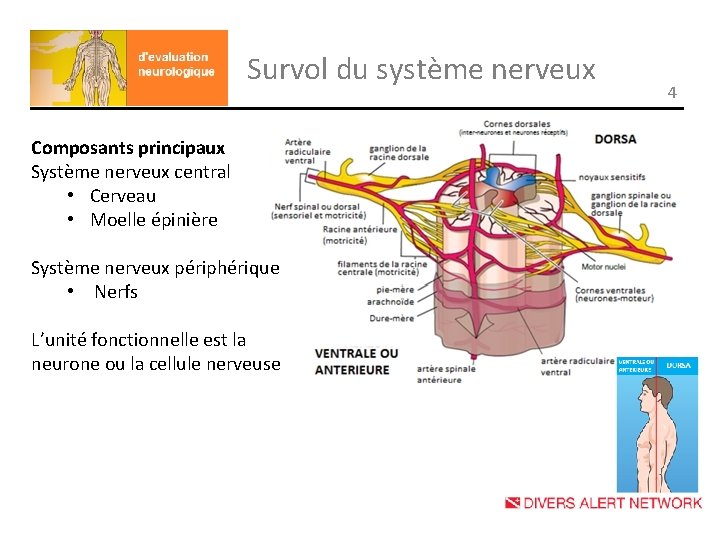 Survol du système nerveux Composants principaux Système nerveux central • Cerveau • Moelle épinière