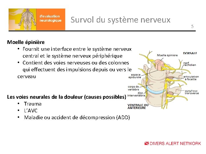 Survol du système nerveux Moelle épinière • Fournit une interface entre le système nerveux