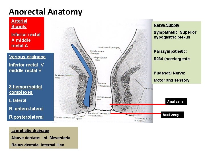 Anorectal Anatomy Arterial Supply Inferior rectal A middle rectal A Nerve Supply Sympathetic: Superior