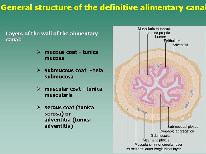 General structure of the definitive alimentary canal Layers of the wall of the alimentary