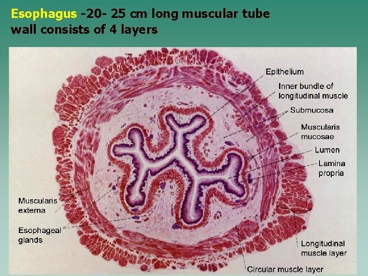 Esophagus -20 - 25 cm long muscular tube wall consists of 4 layers 
