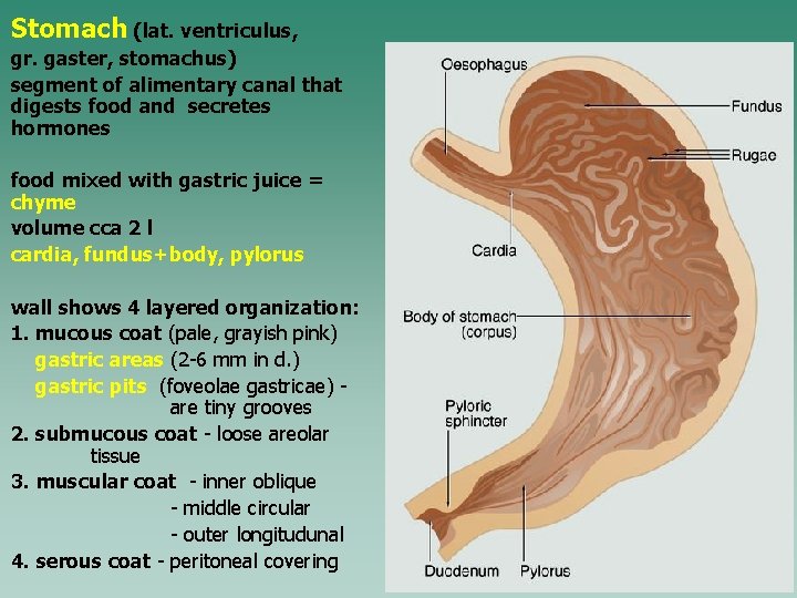 Stomach (lat. ventriculus, gr. gaster, stomachus) segment of alimentary canal that digests food and