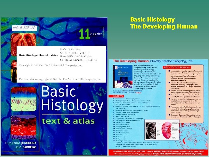 Basic Histology The Developing Human 