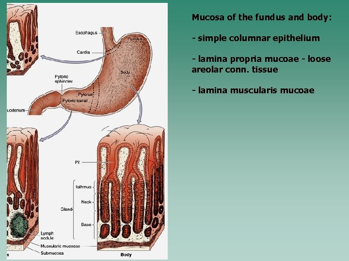 Mucosa of the fundus and body: - simple columnar epithelium - lamina propria mucoae