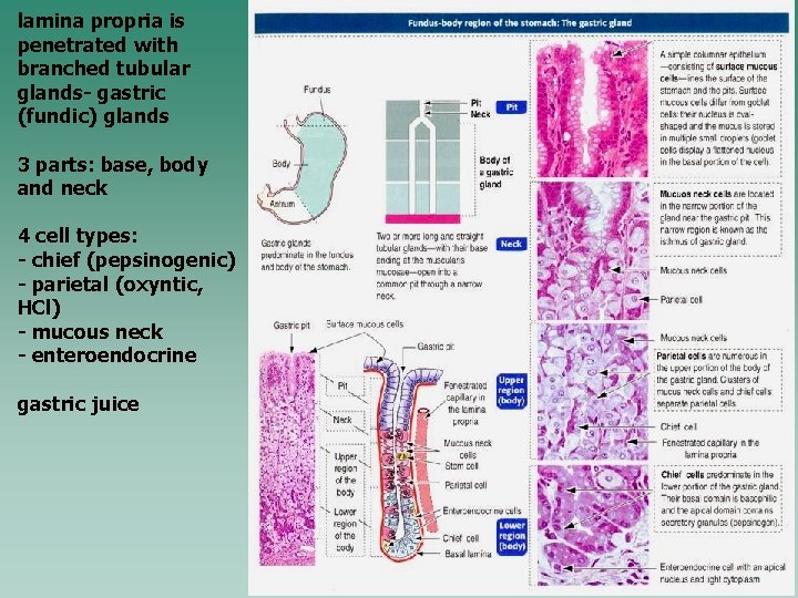 lamina propria is penetrated with branched tubular glands- gastric (fundic) glands 3 parts: base,