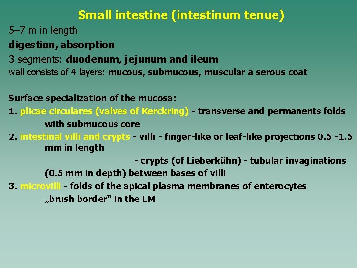 Small intestine (intestinum tenue) 5– 7 m in length digestion, absorption 3 segments: duodenum,