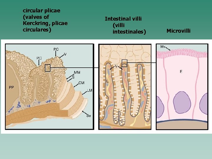 circular plicae (valves of Kerckring, plicae circulares) Intestinal villi (villi intestinales) Microvilli 