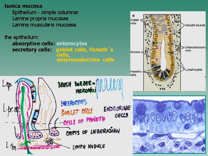 tunica mucosa Epithelium - simple columnar Lamina propria mucosae Lamina muscularis mucoase the epithelium: