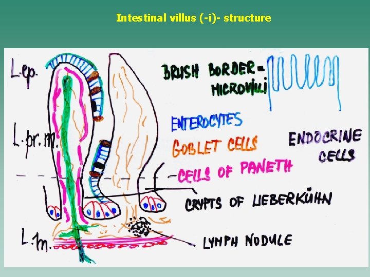 Intestinal villus (-i)- structure 