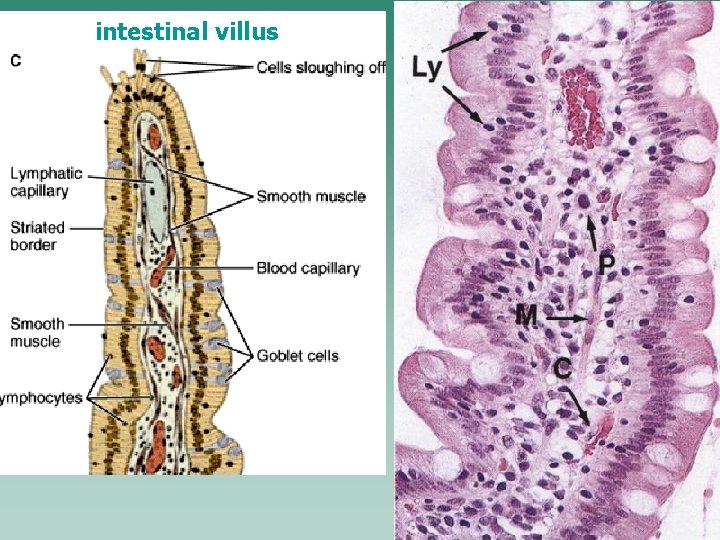 intestinal villus 