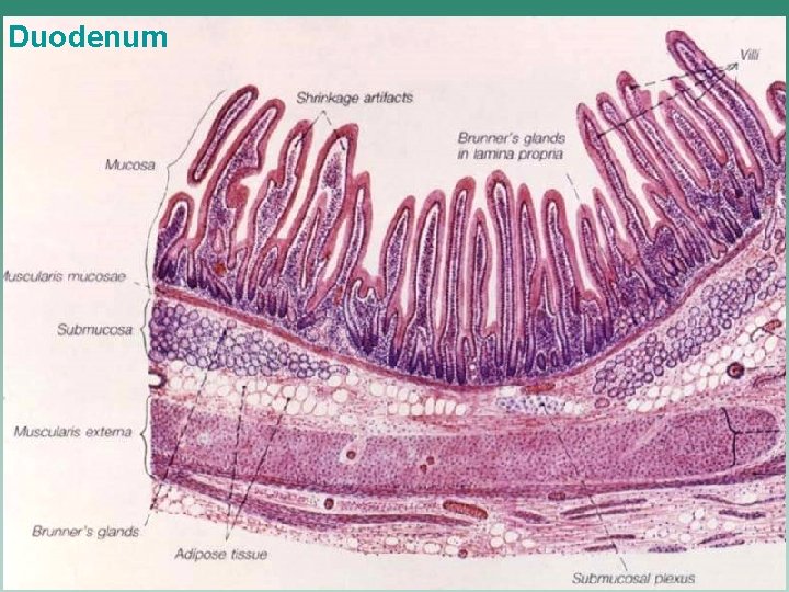 Duodenum 