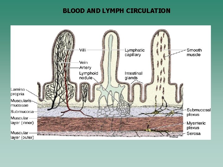 BLOOD AND LYMPH CIRCULATION 