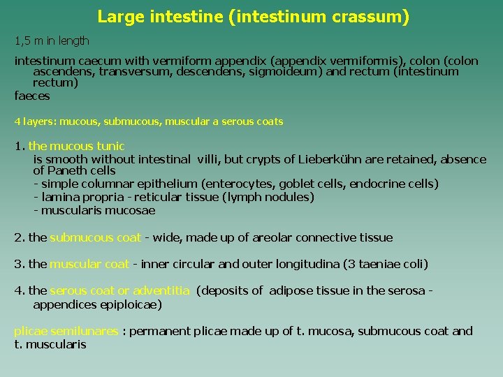 Large intestine (intestinum crassum) 1, 5 m in length intestinum caecum with vermiform appendix