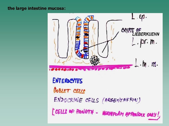 the large intestine mucosa: 