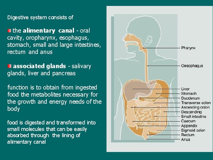Digestive system consists of the alimentary canal - oral cavity, oropharynx, esophagus, stomach, small