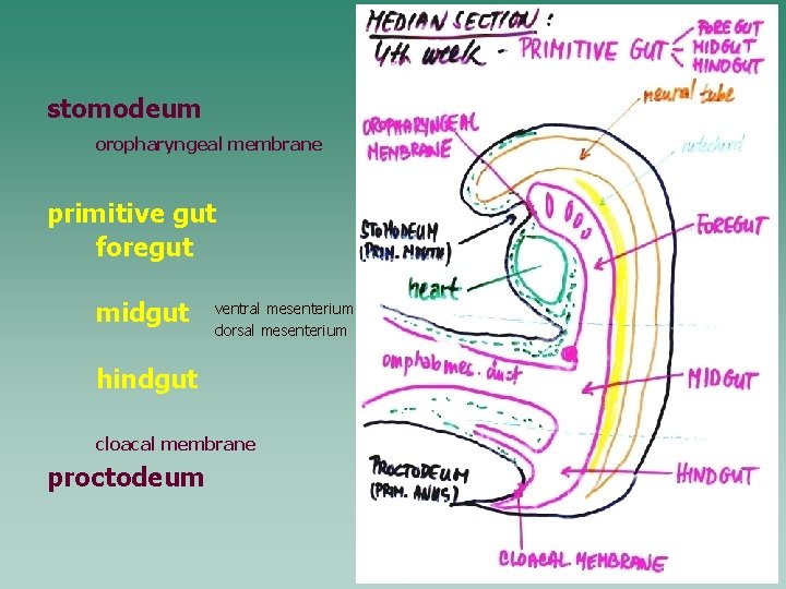 stomodeum oropharyngeal membrane primitive gut foregut midgut ventral mesenterium dorsal mesenterium hindgut cloacal membrane