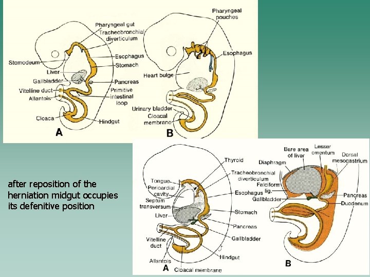 after reposition of the herniation midgut occupies its defenitive position 