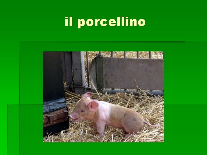 il porcellino 